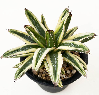 アガベ　ビクトリア・レジーナ &rdquo;フランソワ・アイボリー&rdquo;