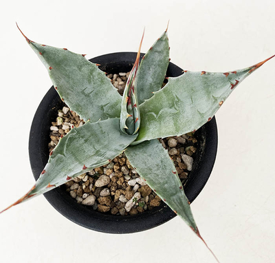 アガベ 　パラサナ &rdquo;トライアンファント&rdquo;