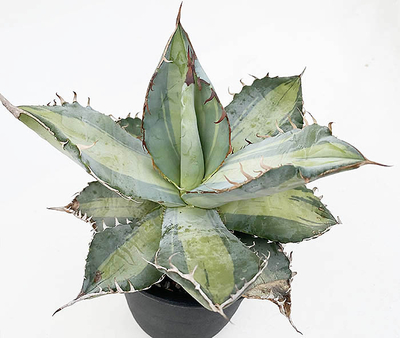 アガベ　チタノタ &rdquo;ダスティ ローズ&rdquo;