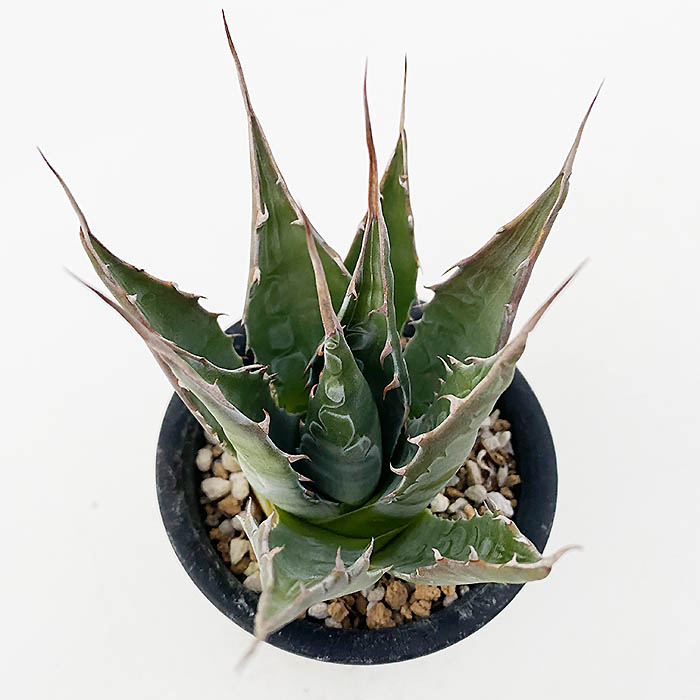 アガベ モンタナ | ネットショップ・アガベ