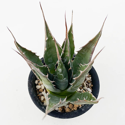 アガベ  モンタナ