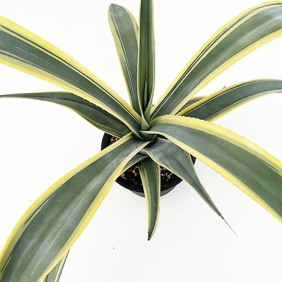 アガベ　ウエベリー&rdquo;アリゾナスター&rdquo;