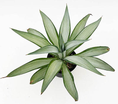 アガベ　デスメッティアナ&rdquo;クイックシルバー&rdquo;