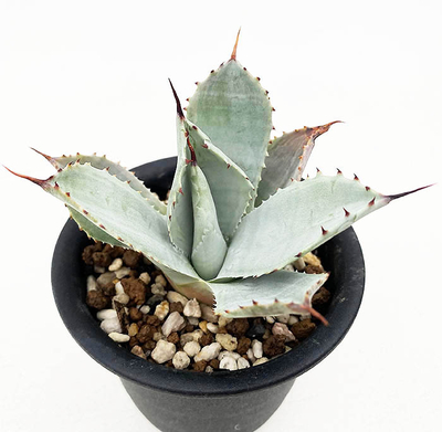 アガベ　パルリ "J.C."s シャドー"