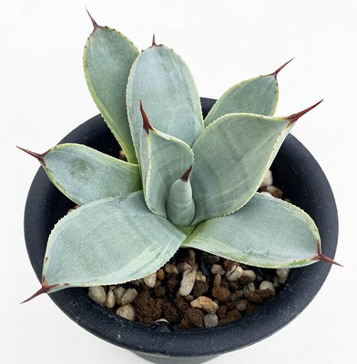 アガベ　パルリ &rdquo;ボーダーガード&rdquo;