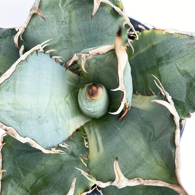 アガベ　 オテロイ黄覆輪 &rdquo;バナナピール&rdquo;