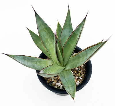 アガベ　ロマニー&rdquo; マイナー・レッドグロー&rdquo;