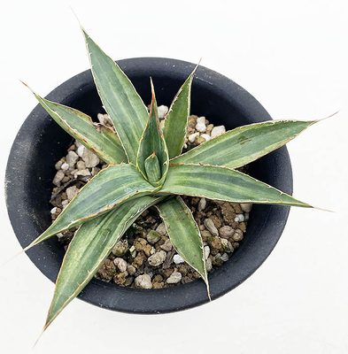 アガベ　ロファンタ&rdquo;マルチグリーン&rdquo;