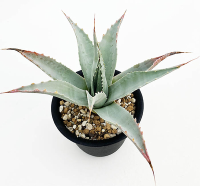 アガベ　オバティホリア 'バンジー'