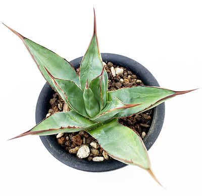 アガベ　アリゾニカ