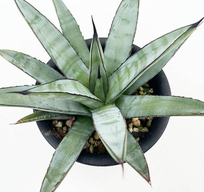 アガベ　リトルシャーク