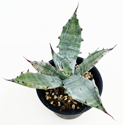 アガベ　コロラータ