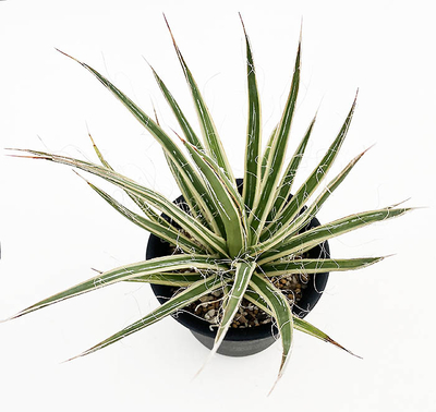 アガベ　マルチフィリフェラ &rdquo;スターシャイン&rdquo;