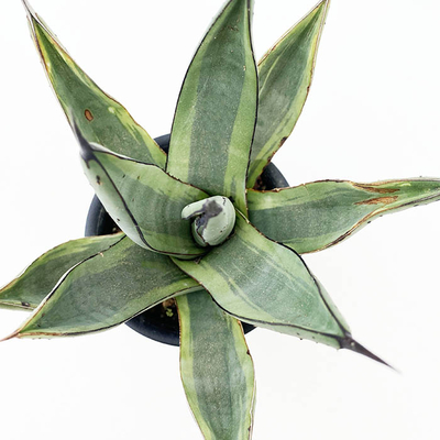 アガベ　&times;ニッケリーマ  &rdquo;マスタードシャーク&rdquo;