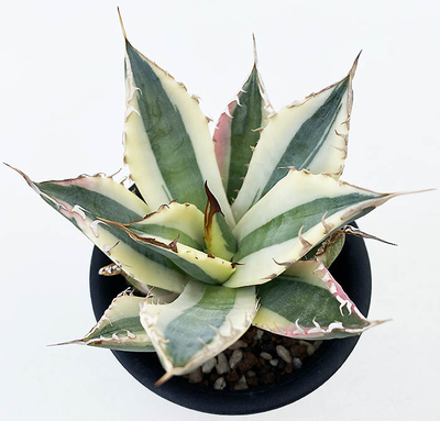 アガベ　チタノタ &rdquo;スナグルトゥース&rdquo;