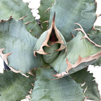 アガベ　オテロイ "ヒメゲンリュウ&rdquo;