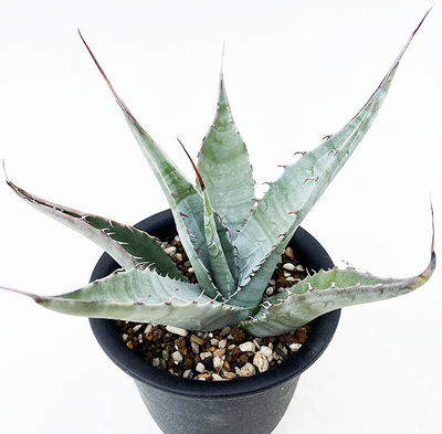アガベ　モンタナ &rdquo;バカラッタ&rdquo;