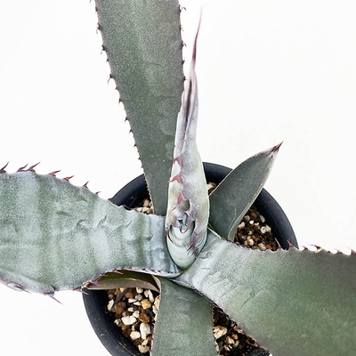 アガベ　アトロビレンス・アトロビレンス