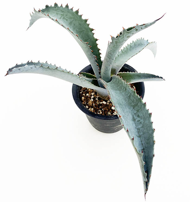 アガベ　プロトアメリカーナ &rdquo;ファンキートゥース&rdquo;