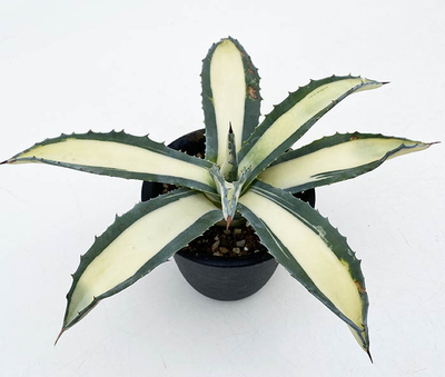 アガベ　アメリカーナ "那智の輝&rdquo;