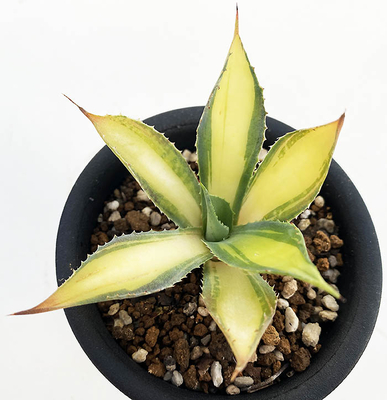 アガベ　ラムランナー