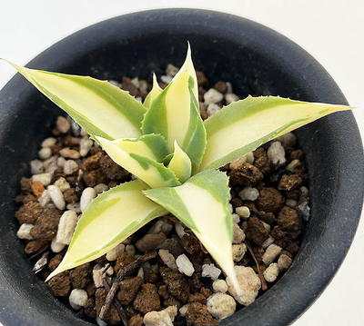 アガベ　イスメンシス &rdquo;エル・チチョン&rdquo;