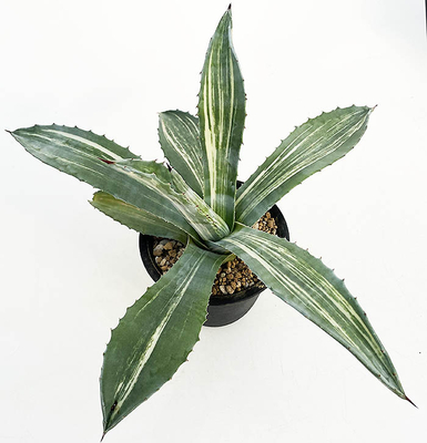 アガベ　アメリカーナ・ストリアータ