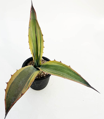 アガベ　サルミアナ・クラッシスピナ錦