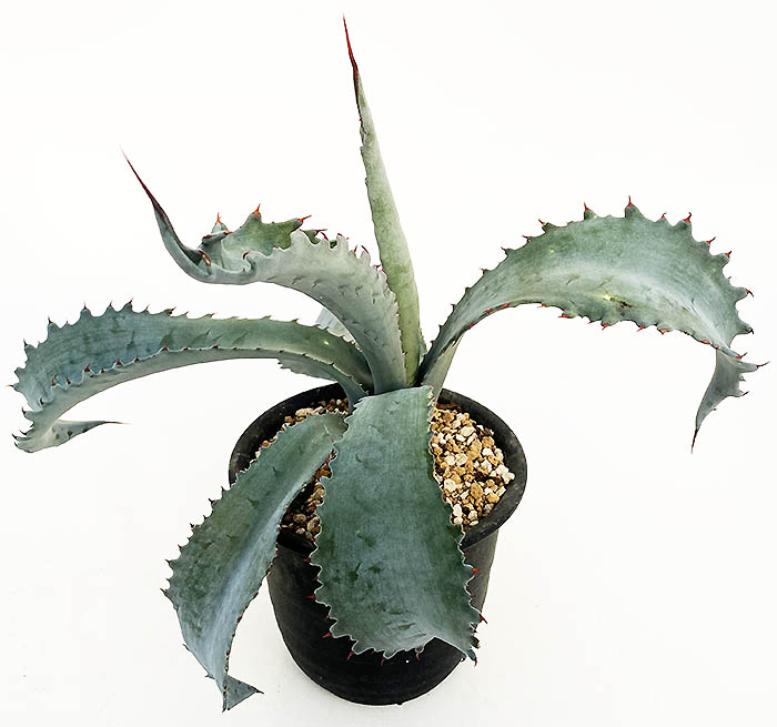 アガベ　ファンキートゥース　× マルガリータ　ハイブリッド し*ん様 アガベ ハイブリッド ファンキートゥース マルガリータ