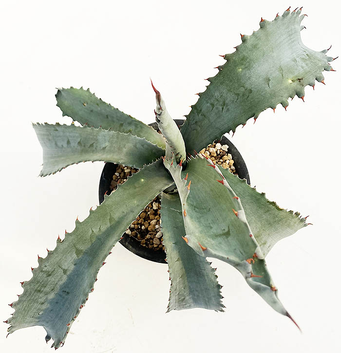 アガベ プロトアメリカーナ ”ファンキートゥース” | ネットショップ