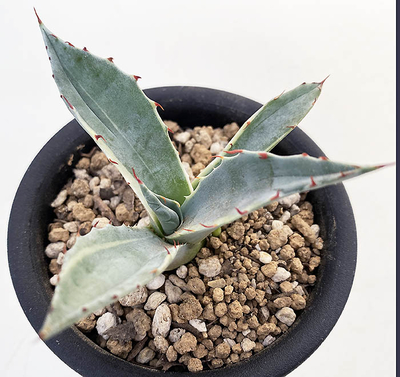 アガベ オバティサナ ”シースター” | ネットショップ・アガベ