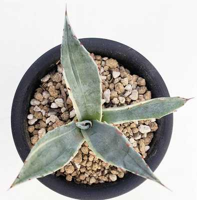 アガベ　オバティサナ　シースター　地植え　大株 アガベ オバティサナ ”シースター” | ネットショップ・アガベ