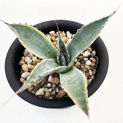 アガベ　パラサナ 白覆輪（頼光錦）