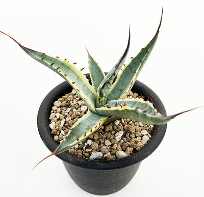 斑入りのアガベを販売 | ネットショップ・アガベ