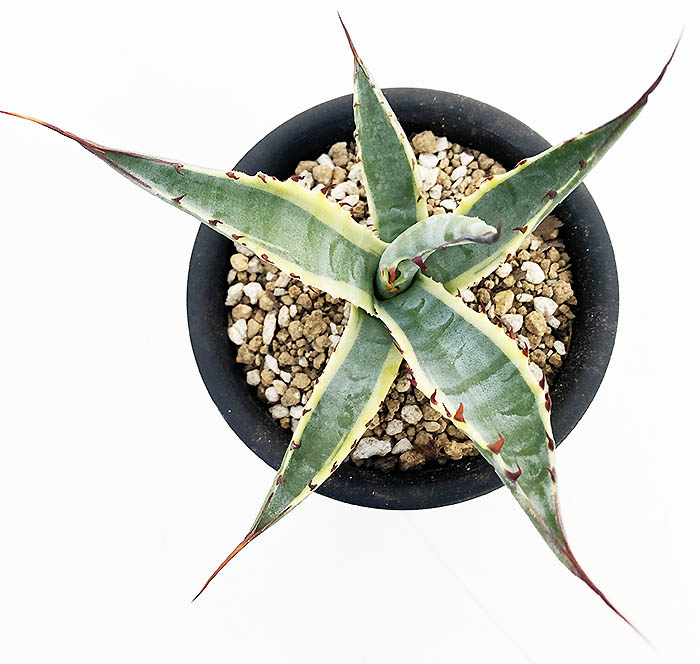 アガベ アスペリーマ・マデレンシス ”グランド デューク” | ネット