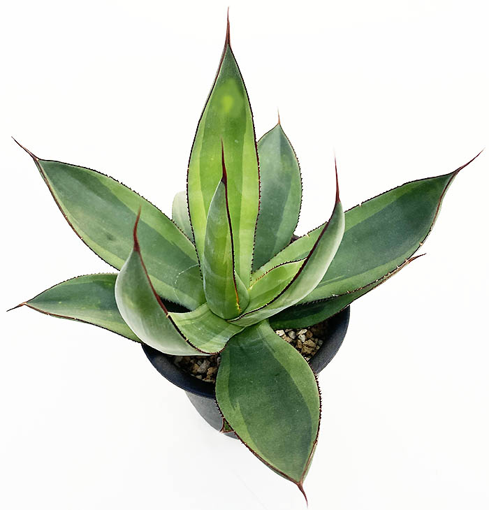 アガべ オブスクラ レッドスカイライン Agave obscura Red Skyline