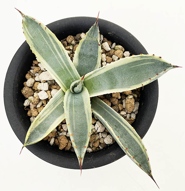 アガベ パルリ ”ラッキー ストライプ” | ネットショップ・アガベ