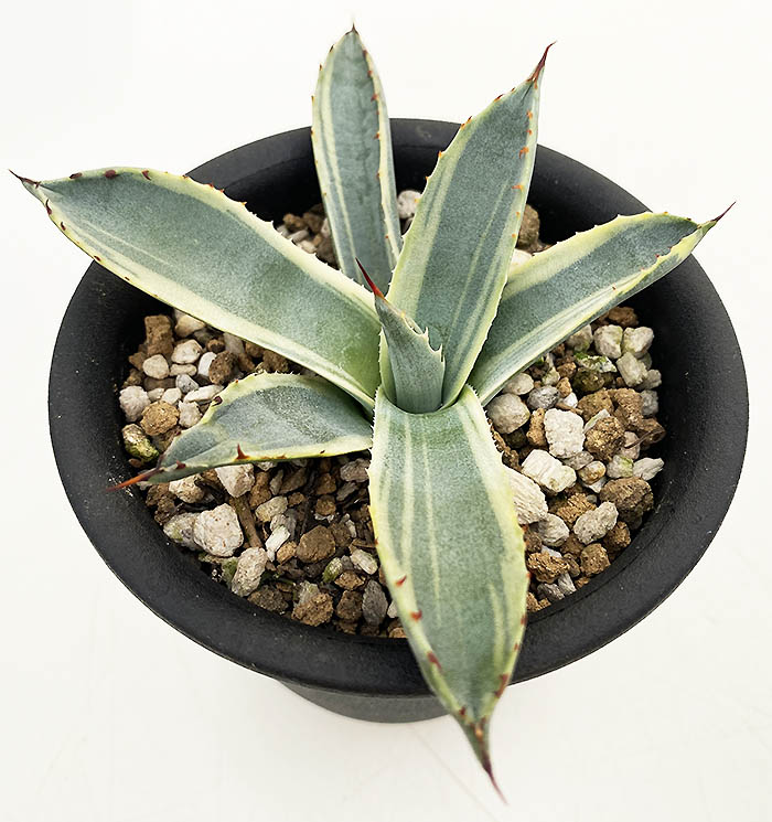 アガベ パルリ ”ラッキー ストライプ” | ネットショップ・アガベ