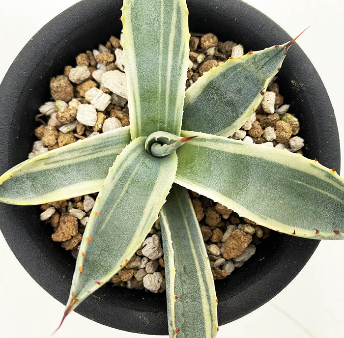 アガベ パルリ ”ラッキー ストライプ” | ネットショップ・アガベ