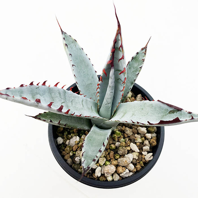 アガベ　パルメリー &rdquo;屈原の舞扇&rdquo;