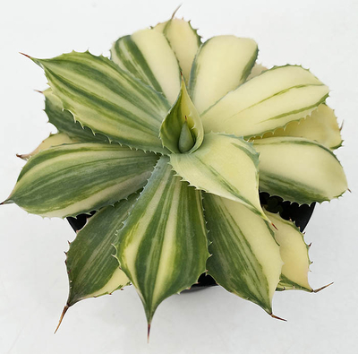 アガベ　&rdquo;楊貴妃&rdquo;