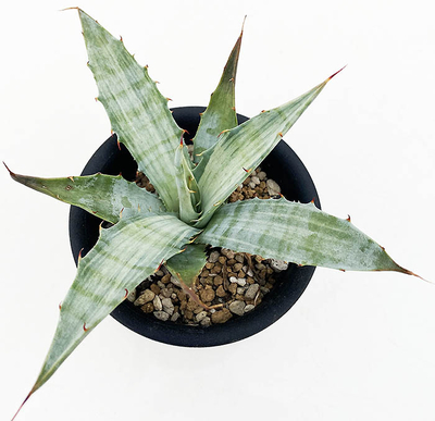 アガベ　デサーティ・シンプレックス &rdquo;スノー デビル&rdquo;　