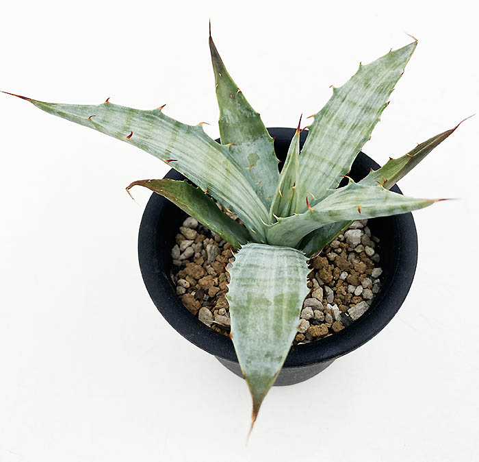 アガベ　スノーデビル　22cm Lj_plants】Z52 アガベ スノ-デビル 極上斑Agave deserti v. simplex