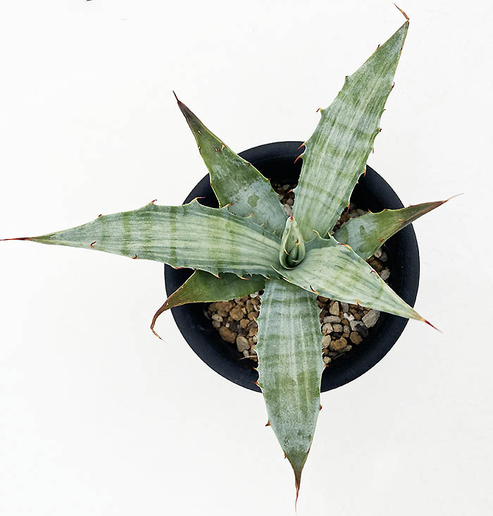 アガベ スノーデビル アメリカ直輸入 303 アガベ デザーティ