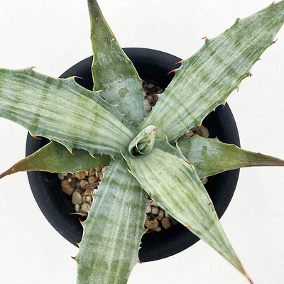 アガベ スノーデビル　親木 アガベ スノーデビル 親木