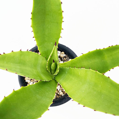 アガベ　アンダーウッディー