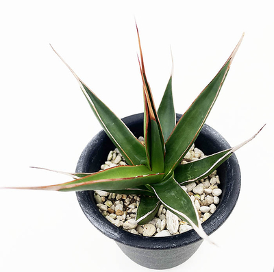 アガベ　ペローナ