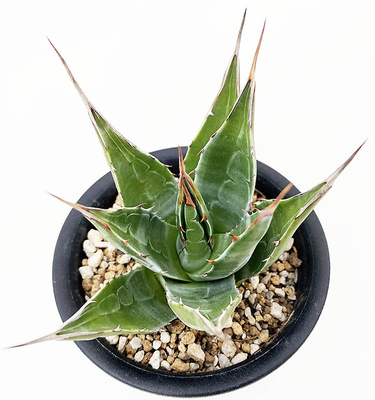 アガベ モンタナ | ネットショップ・アガベ