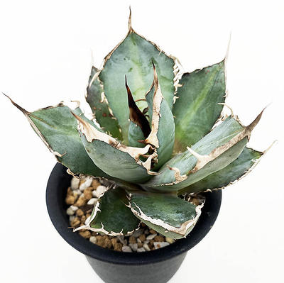 ネットショップ・アガベ