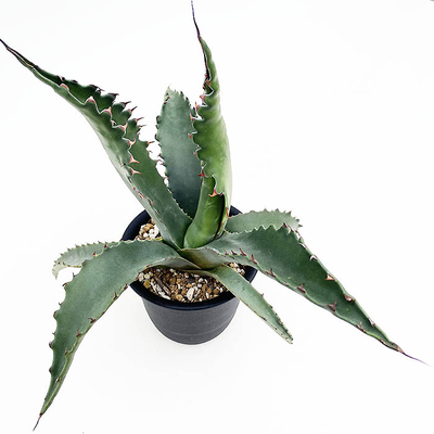 アガベ　ジェントリー&rdquo;ジョーズ&rdquo;